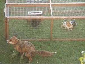 Cavies raised outdoors need adequate shelter from predators like this fox.