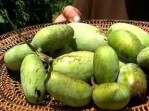 pawpawfruits