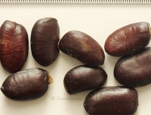 The seeds take up most of the space inside the fruit.