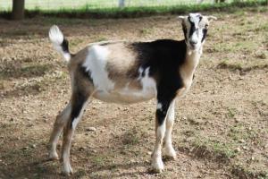 These goats come in a variety of sizes and color patterns.